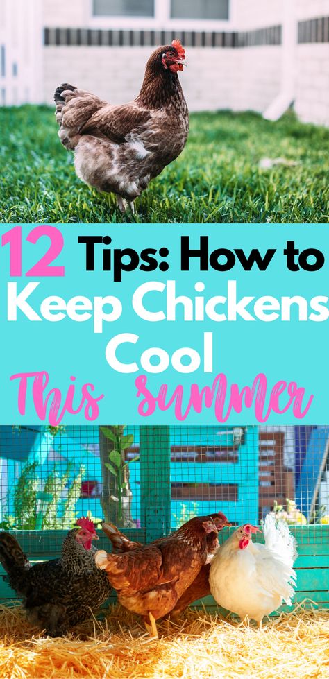 How To Make Your Chickens Friendly, How To Keep Chickens Cool, How To Keep Chickens Cool In The Summer, Keep Chickens Cool In Summer, Chicken Homesteading, Keeping Chickens Cool, Homestead Livestock, Guinea Hens, Food For Chickens