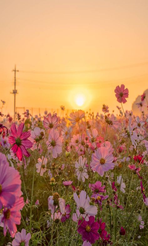 Sunset Over Flower Field, Wildflower Sunset, Sun Scenery, Pastel Iphone Wallpaper, Cosmos Flowers, Pretty Landscapes, Aesthetic Japan, Iphone Wallpaper Photos, Beautiful Flowers Wallpapers