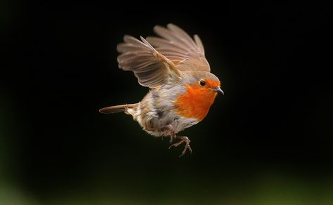 Photos Of Robins, Robin In Flight, Garden Maintenance Schedule, European Robin, Robin Bird, Nature Birds, Bird Pictures, Pretty Birds, Bird Photo