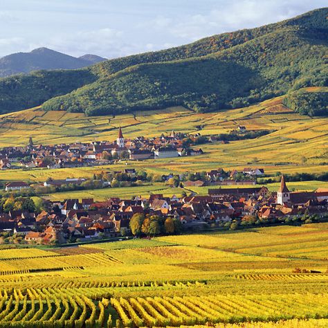 France, Alsace, View Towards Kientzheim And Ammerschwihr Villages - eStock Outdoor Roof, Interior Design Creative, Grape Harvest, Photos People, Mini Vlog, Alsace France, Grand Est, Adventure Photos, Loire Valley