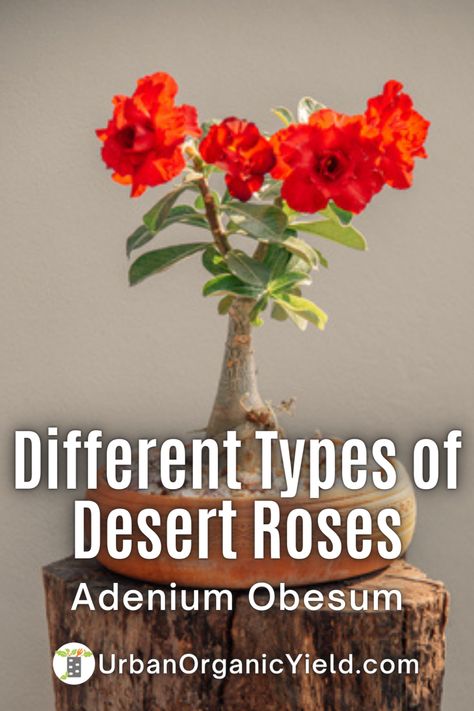 Learn how to care for Adenium, often known as Desert Rose. Learn about the many varieties of Adenium plants that may be grown in your garden, yard, or landscaping. Desert Rose Tattoo, Dessert Rose Plant, Adenium Plant, Desert Rose Care, Rose Flower Colors, Air Plant Garden, Landscaping With Roses, How To Water Succulents, Desert Roses