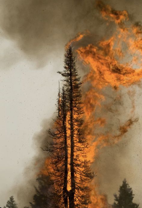 Forest Fire Aesthetic, Forest Pollution, Forest Fire Tattoo, Wildfire Tattoo, Forest Fire Art, Walking Through Fire, Tree On Fire, Idaho Boise, Ketchikan Alaska