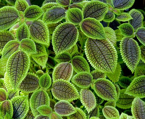 Pilea involucrata is a tropical plant that needs warm temperatures and consistent humidity to thrive but other than that, this plant's needs are basic. Learn how to care for a friendship plant for an appealing textured foliage specimen in this article. Pilea Microphylla, Friendship Plant, Pet Friendly House Plants, Pet Friendly House, Iron Plant, Trailing Plants, Terrarium Plants, Spider Plants, Unique Plants