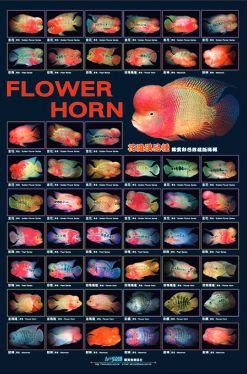 AZOO Flowerhorn Poster AZ90142 sale -- Flowerhorn for Sale Flowerhorn Fish, Fish Posters, Fish Chart, Cichlid Aquarium, Oscar Fish, Cichlid Fish, Ikan Air Tawar, Tropical Fish Aquarium, Tropical Freshwater Fish