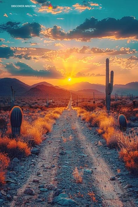 Dry Forest, Summer Prints Wallpaper, Arizona Aesthetic, Desert Pictures, Lovely Landscapes, Desert Sunrise, Cactus Photography, Desert Aesthetic, Arizona Sunset