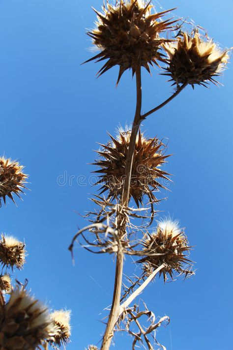 Thorny Plants, Pattern Challenge, Eyes Vision, Watercolor Eyes, Bright Blue Sky, Vision Eye, Dry Flowers, Cut Image, Plant Art