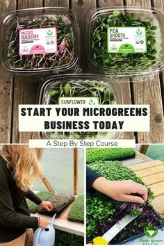 Microgreen Business, Microgreens Business, How To Grow Microgreens, Microgreens Garden, Grow Microgreens, Growing Sprouts, Micro Garden, Growing Garden, Micro Greens