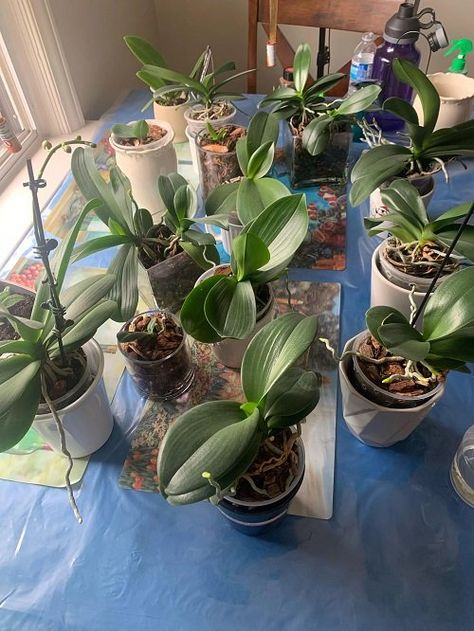 Orchid Care Repotting, How To Regrow Orchids, How To Get An Orchid To Bloom Again, Orchid Container Ideas, Orchid Care After Blooming, Mounted Orchids On Wood, Growing Orchids Indoors, How To Grow Orchids Indoors, How To Get Orchids To Bloom Again