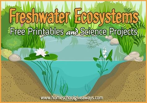 FREE Freshwater Ecosystems Printables and Projects Elementary Experiments, Freshwater Ecosystem, Ecosystem Activities, Pond Habitat, Outdoor Science, Habitat Activities, Ecosystems Projects, Conservation Activities, Habitats Projects