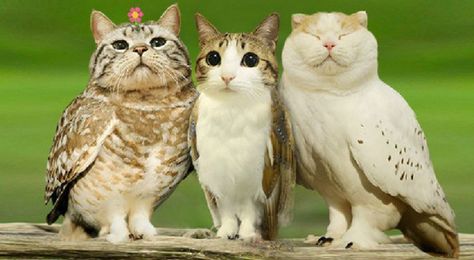 When a Cat and an Owl Develop a Beautiful Friendship Animal Mashups, Photoshopped Animals, Owl Cat, Mean Cat, Weird Animals, Silly Cats, Lego Ninjago, Cat Face, Animal Memes