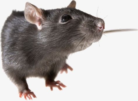 Rat Pfp, Rat Png, Wood Rat, Kangaroo Rat, Brown Rat, Black Rat, Funny Rats, Mouse Icon, Animal Categories