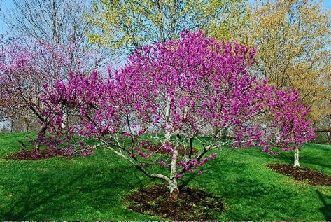 Texas Redbud, Texas Trees, Native Landscaping, Cercis Canadensis, Texas Landscaping, Texas Plants, Texas Native Plants, Front Yard Plants, Drought Tolerant Perennials