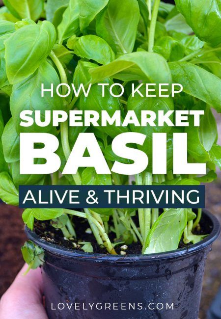 Planting Basil In Pots, How To Care For Basil Plant Indoors, How To Grow Basil In A Pot, How To Grow Basil Indoors, How To Grow Basil, Grow Basil Indoors, Basil Plant Indoors, Basil Growing, Growing Basil Indoors