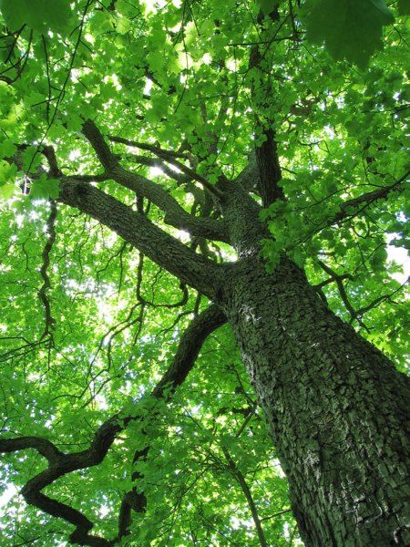 small leaved lime tree Deck Canopy, Elm Tree, Canopy Bedroom, Backyard Canopy, Wedding Canopy, Garden Canopy, Fabric Canopy, Steel Canopy, Patio Canopy