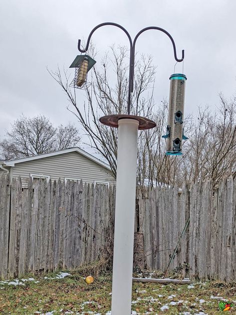 PVC Pipe Squirrel Baffle Squirrel Proof Bird Feeder Diy, Squirrel Baffle Diy, Pvc Bird Feeder, Bird Feeder Baffle, Seed Ornaments, Squirrel Baffle, Backyard Birds Sanctuary, Bird Ideas, Bird Seed Ornaments