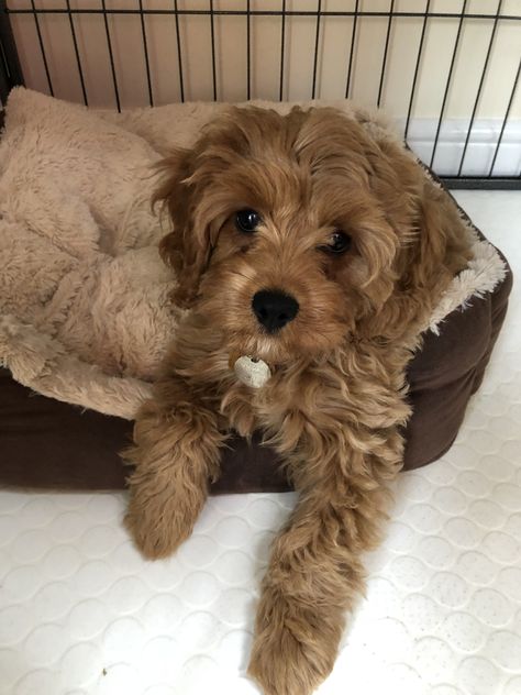 Puppy Teacup, Big Dogs Breeds, Biggest Dog In The World, Biggest Dog, Maltipoo Dog, Cute Small Dogs, Dog Mommy, Very Cute Puppies