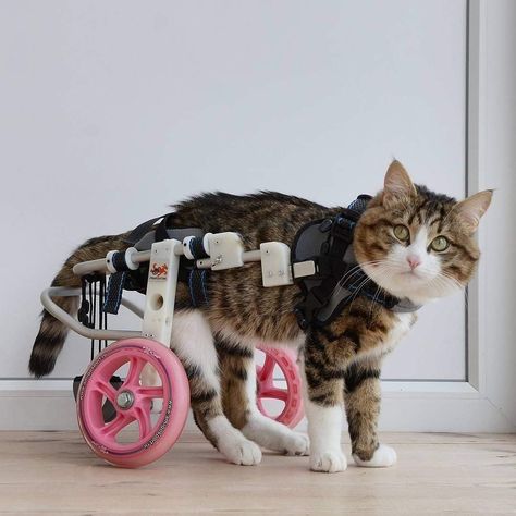 Emoji Cat, How To Cat, Wheel Chair, Cat Model, Cat Stories, Cute Cat Gif, Unique Cats, Cute Cats And Kittens, Cute Kittens