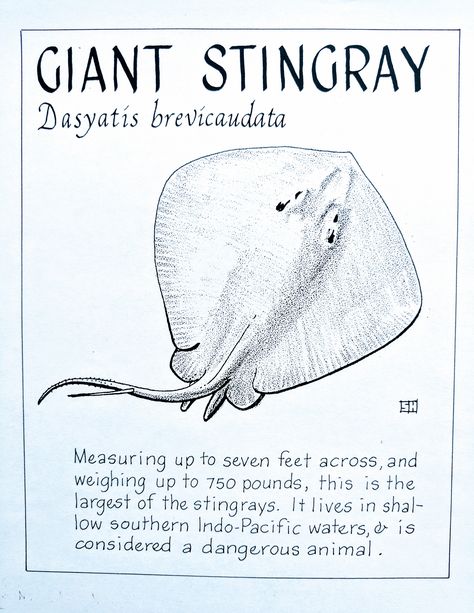 Stingray Anatomy, Drawings Of Stingrays, Stingray Poster, Stingray Symbolism, Stingray Facts, Anatomy Of A Stingray, Marine Biology Notes, Spotted Stingray, Oceanography Marine Biology