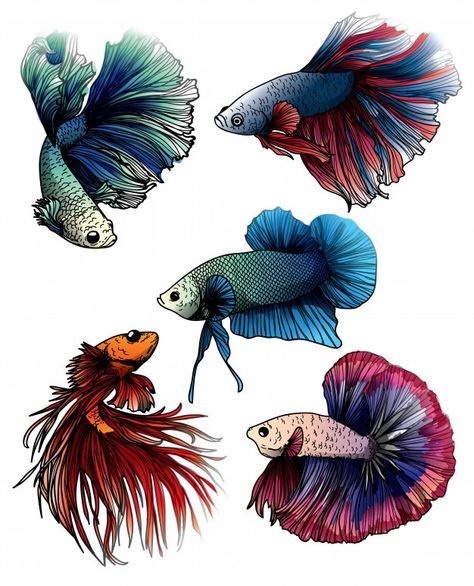 Colorful betta | Premium Vector #Freepik #vector #background #abstract #water #blue-background Betta Fish Drawing, Beta Fish Drawing, Betta Tattoo, Holding Hands Aesthetic, Betta Fish Tattoo, Fish Sketch, Drawing Colorful, Hands Aesthetic, Fish Drawing