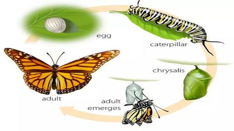 Butterfly lifecycle from egg ( real life)  https://youtu.be/aIaD7tCjUPg Rare Bugs, Plant Calendar, Life Of A Butterfly, Life Cycle Of A Butterfly, Cycle Of A Butterfly, Stages Of A Butterfly, Butterfly Metamorphosis, Butterfly Family, Eco System