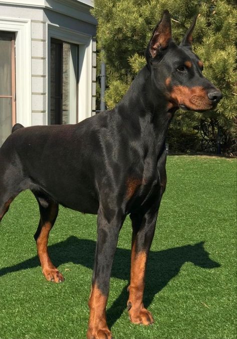 Doberman Scary, Perro Doberman Pinscher, Rottweiler German, European Doberman, Black Doberman, Smartest Dog Breeds, German Pinscher, Puppy Find, Manchester Terrier