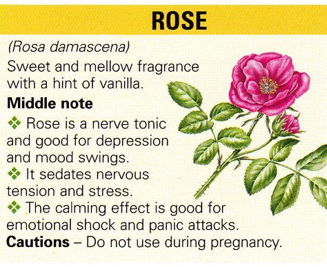 Rose Dnd Ingredients, Rose Herb, Magical Plants, Medicinal Herbs Garden, Medical Herbs, Lemon Essential Oil, Aromatherapy Benefits, Essential Oils Herbs, Sweet Orange Essential Oil