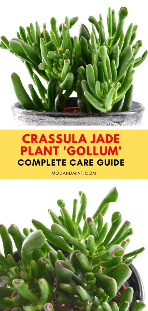 Gollum Jade, Jade Plant Care, Types Of Succulents Plants, Jade Succulent, Bog Garden, Jade Plant, Mint Plants, Succulent Garden Diy, Types Of Succulents