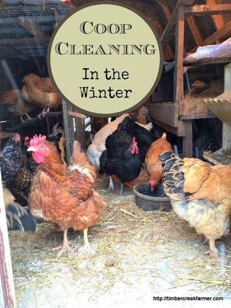 Coop cleaning in the winter can be done even if you are using the deep litter method of coop maintenance. When litter piles up too deep try this approach How To Keep Chickens, Chickens In The Winter, Chicken Coup, Chicken Life, Chicken Health, Chicken Run, Crazy Chicken Lady, Keeping Chickens, Building A Chicken Coop