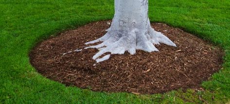 How to Make a Mulch Tree Ring | DoItYourself.com Landscape Around Tree Stump, Black Mulch Around Tree, Mulch Under Trees, Diy Tree Ring Landscape, Tree Mulch Ideas, Tree Circle Landscape, Tree Rings Landscape Ideas, Edging Around Tree, Tree Base Landscaping