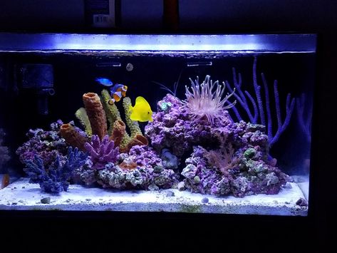 20 gallon Innovative Marine Aquarium Salt Water Aquarium, Reef Tanks, Reef Fish, Saltwater Tank, Fish Aquarium, Marine Aquarium, Tanked Aquariums, Reef Tank, New Tank