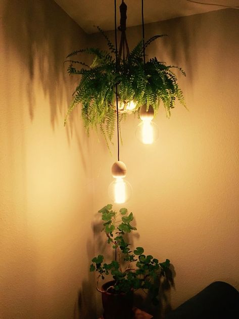 Home decor aesthetic ideas with plants living room Hanging Lights With Plants, Light Pendent Ideas, Plant Lamp Hanging, Corner Hanging Light Living Room, Hanging Plant Light, Plant Lamps, Plant Chandelier, Bulb Ideas, Hanging Bedroom Lights