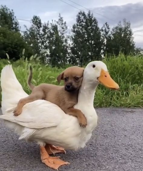 Animals Being Friends, Animal Couple Aesthetic, Two Animals Together, Animal Duos, Animal Best Friends, Photos Of Lovers, Cottagecore Animals, Cute Animal Friends, Animals In Love