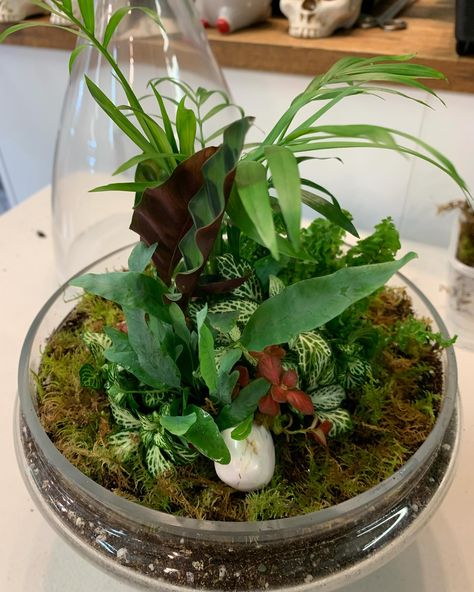 We don’t tend to show a lot of behind the scenes, because we are normally too busy! But we have had lots of requests and we will improve our social media game! We love building these custom terrariums for our clients! The best part is that you get to decide exactly what goes inside! Looking for a Christmas present this year, then please come on in and let us create magic for you. #planthomewares #customterrarium #buildyourownterrarium #terrarium #terrariumgift #christmasgiftideas #goldcoastpl... Terrarium Gifts, Terrarium Ideas, Social Media Games, Too Busy, Christmas Present, Christmas Presents, Build Your Own, Terrarium, Behind The Scenes