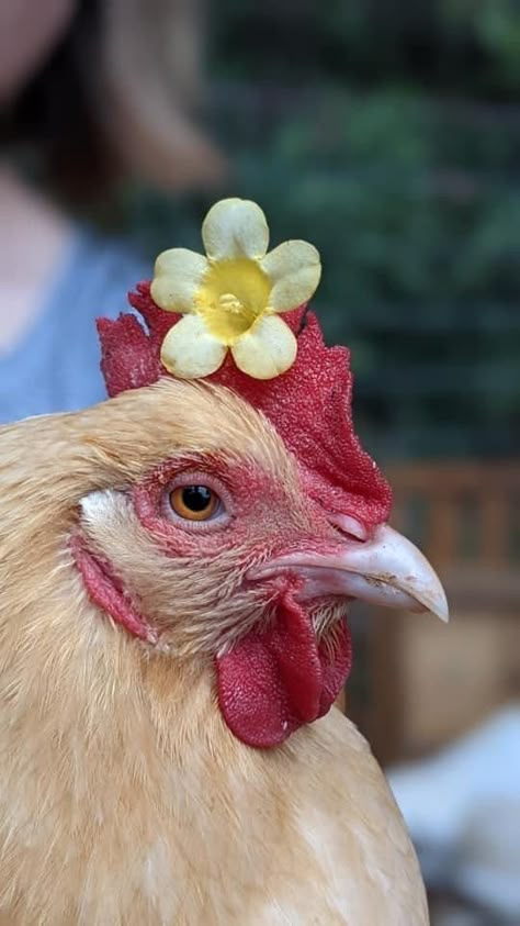 Chicken Aesthetic, Chicken Photography, Cute Chicken, Chicken Bird, Chicken Pictures, Fancy Chickens, Beautiful Chickens, Chicken Painting, Cute Small Animals