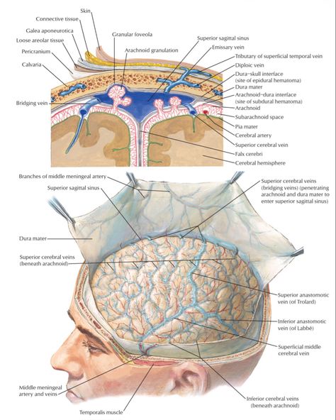 Medical Anatomy, La Face, Neurology, Anatomy And Physiology, Human Anatomy, Head And Neck, Anatomy, Brain, Medicine