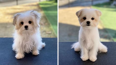 Teddy Bear Dog Haircut Maltese, Korean Dog Haircut, Havamalt Dog Haircut, Dog Haircut Ideas, Maltese Dog Haircut, Morkie Grooming Styles, Morkie Teddy Bear Haircut, Maltese Teddy Bear Haircut, Malshi Haircuts Teddy Bears