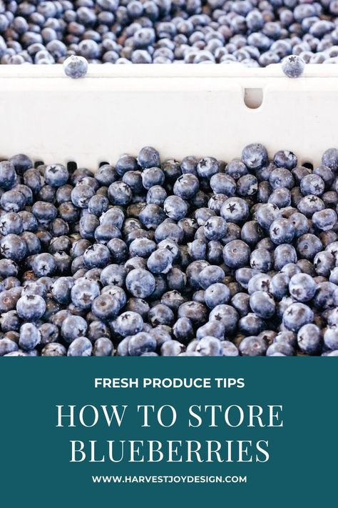 How to store blueberries How To Store Blueberries In Fridge, Storing Blueberries In The Fridge, How To Keep Blueberries Fresh Longer, How To Keep Berries Fresh In Fridge, Keep Blueberries Fresh Longer, How To Wash And Store Berries, How To Store Blueberries, Keeping Produce Fresh Longer, Cold Snack