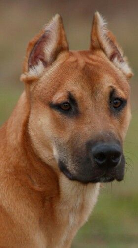 Kangal Dog, Rare Dog Breeds, Dog Anatomy, Rare Dogs, Scary Dogs, Sense Of Smell, Akita Dog, Dog Mixes, Dogs Cute