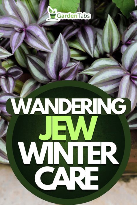 Wandering Jew Plant Outdoors, Wandering Jew Planter Ideas, Wondering Jew Plant Care, Wandering Jew Plant Care Indoors, Wandering Jew Plant Care, Wondering Jew Plant, Exterior Planters, Zebrina Plant, Wondering Jew