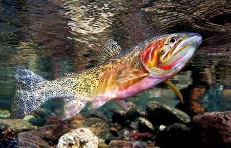 Fly fishing underwater trout photography Brook Trout Cutthroat trout salmon Montana Grayling — FISH EYE GUY UNDERWATER TROUT PHOTOGRAPHY Trout Photography, Fly Fishing Tattoo, Trout Art, Cutthroat Trout, Steelhead Trout, Fly Fishing Art, Salt Water Fishing, Into The West, Brook Trout