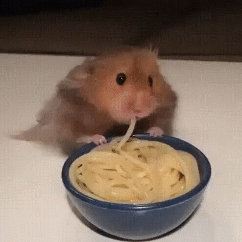 Hamster Eating, A Hamster, Spaghetti, Blue, White