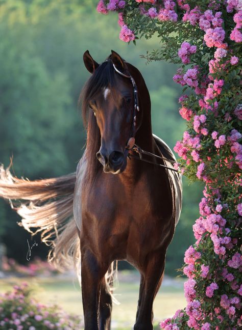 ALL GOOD AVICII - Arabian Sales Online Arabian Horse Aesthetic, Arabian Aesthetic, Western Things, Horse Arabian, Gorgeous Horses, Arabian Stallions, Victorian Paintings, Beautiful Arabian Horses, Show Horse