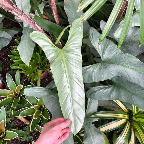 Ren🌿 on Instagram: “Beautiful mature #philo silver sword hastatum that I came across today and wow 🥺 . . . . . . #propstation #philodendron #silversword…” Philodendron Care, Indoor Oasis, Elephant Ears, House Plant, House Plants, Oasis, Plant Leaves, Elephant, Plants