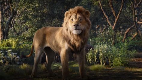 The Lion King 2019, Lion King 2019, Simba Lion, Timon And Pumbaa, Lion King Simba, Disney Live Action, Wallpaper Trends, Disney Disney, Animation Screencaps