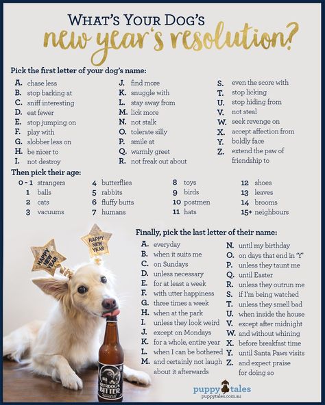 Dogs New Year's Resolutions Generator for your Dog! New Years Resolution Funny, Happy New Year Dog, Dog Party Decorations, New Year Friends, Happy New Year Friends, Dog Grooming Business, Animal Advocacy, Most Beautiful Cat Breeds, Santa Paws