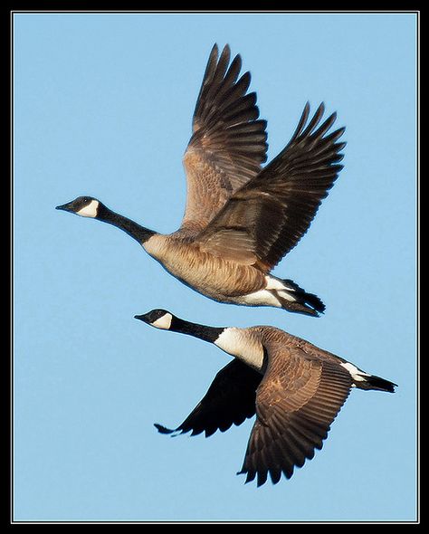 Canada goose (Branta canadensis) | Canada Goose (Branta canadensis) Canada Goose Animal, Canadian Geese Drawing, Canada Geese Flying, Canada Goose Drawing, Canada Goose Bird, Canada Goose Tattoo, Canadian Goose Drawing, Geese Photography, Goose Drawing