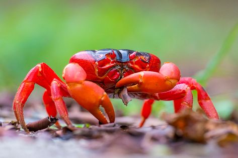 Christmas Island Crabs, Malayan Sun Bear, Crocodile Hunter, Australia Itinerary, Red Crab, Wild Pig, Christmas Lodge, Christmas Island, Eco Lodge