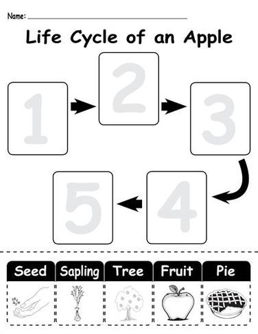 "Life Cycle of an Apple" FREE Printable Worksheet Life Cycle Worksheet, Life Cycles Kindergarten, Plant Life Cycle Worksheet, Apple Life Cycle, Apple Lessons, Pumpkin Life Cycle, Sequencing Worksheets, Apple Preschool, Pumpkin Activities