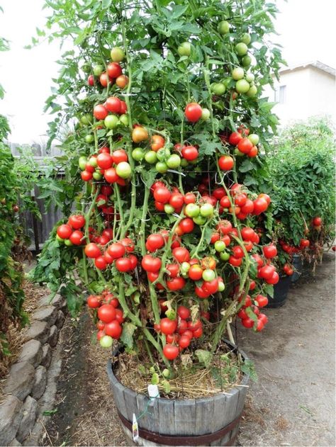 est vines grow from the bottom portion of your tomato plant. Romanticising Spring, Tomato Plants Growing Tips, Early Girl Tomatoes, Prune Tomato Plants, Garden Design Plans Drawing, Tanaman Tomat, Pruning Tomato Plants, Indoor Plant Care Guide, Plants Guide