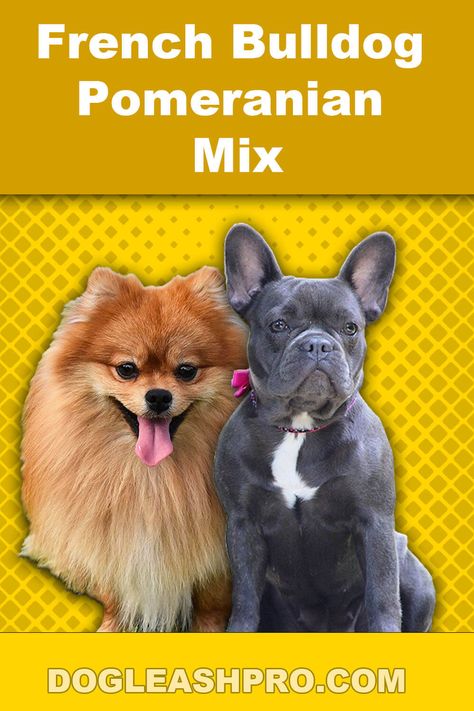 French Bulldog Pomeranian Mix: Complete Guide Pomeranian Mix Puppies, French Bulldog Mix, Dog Dna Test, Pomeranian Mix, Wireless Dog Fence, Pomeranian Puppies, Husky Mix, Dog Fence, French Bull